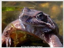 ...can these eyes lie...
freshwater macro by Claudia Weber-Gebert 
